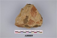 藏品(植物化石)的圖片